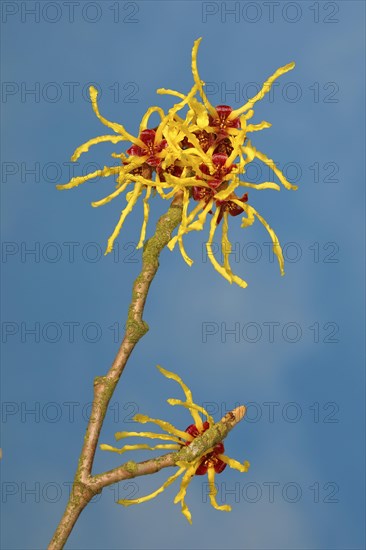 Flowering witch hazel