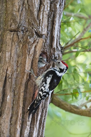 Middle Spotted Woodpecker