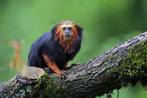 Golden-headed lion tamarin