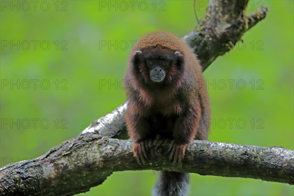 Red spring monkey