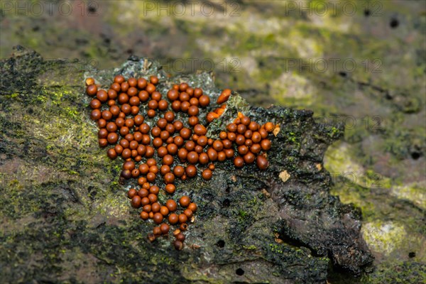 Lionfruit