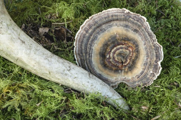 Trametes versicolor