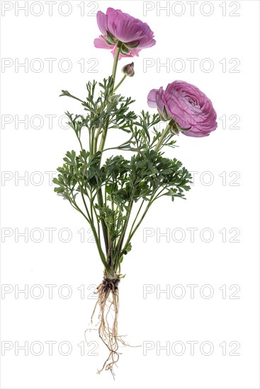 Ranunculus