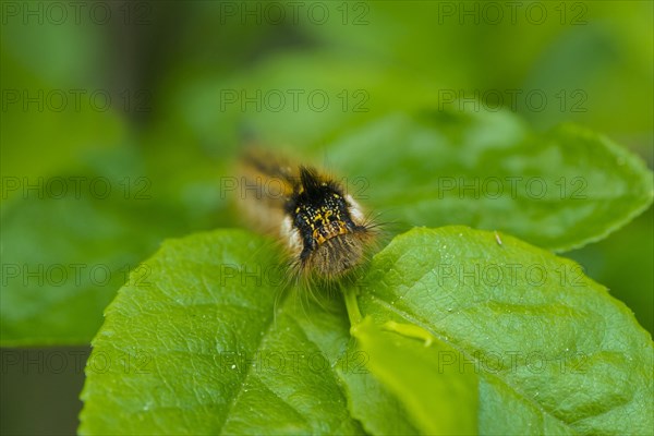 Drinker Moth