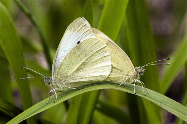 Small Small white