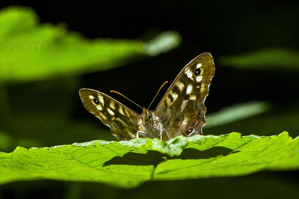 Speckled wood