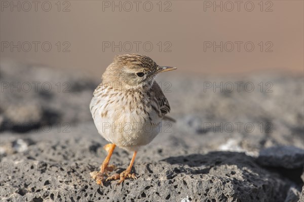 Berthelot's Pipit