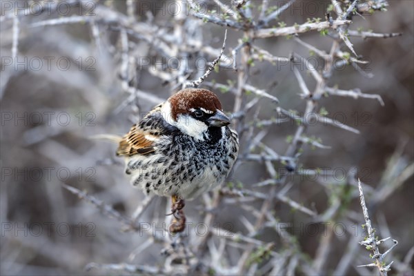 Spanish Sparrow