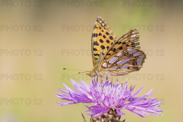 Queen of Spain fritillary butterfly