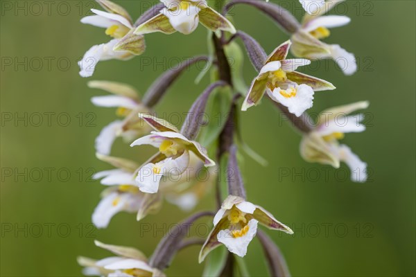 Marsh Helleborine