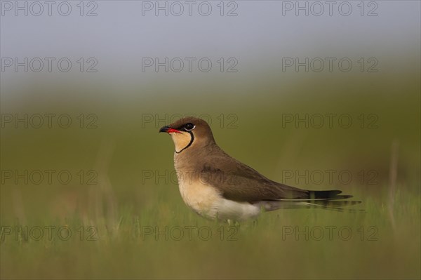 Collared pratincole