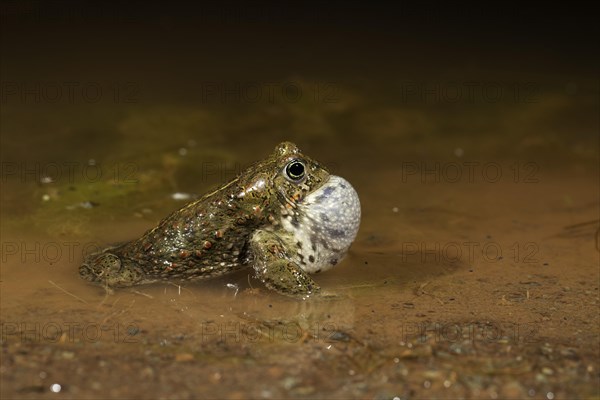 Natterjack toad