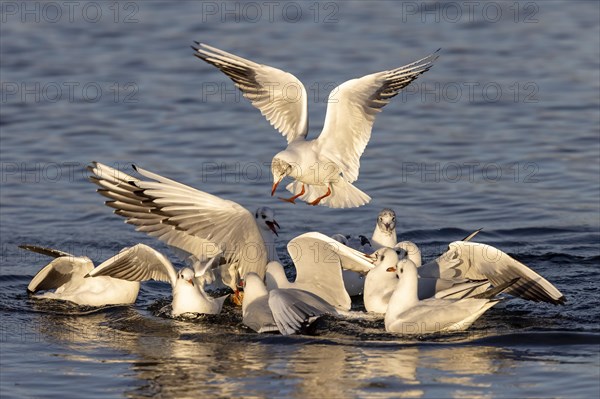 Black-headed gull