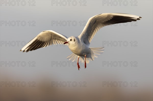 Black-headed gull