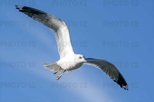 Black-headed gull