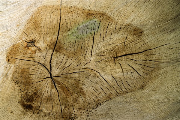 Tree slice with cracks in the wood