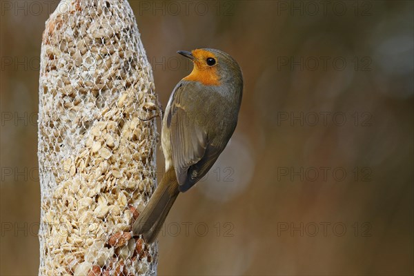 European robin