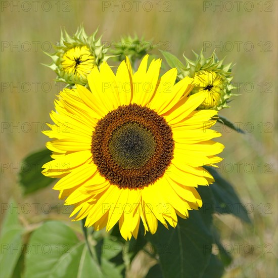 Sunflower