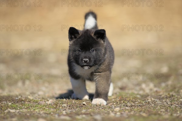 American Akita puppy