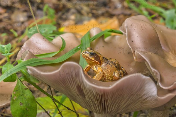 Wood blewit