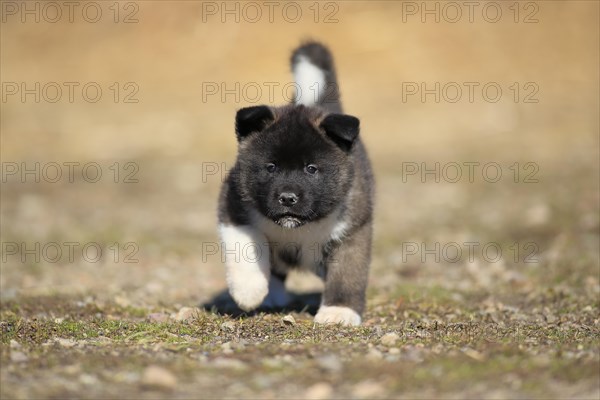 American Akita puppy