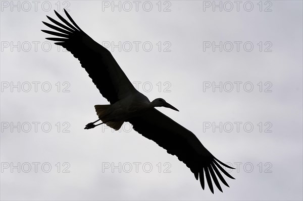 White stork