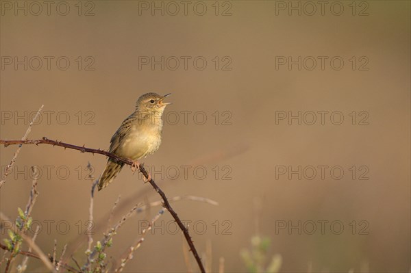 Common Grasshopper Warbler