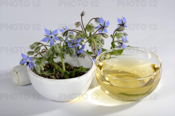 Borage