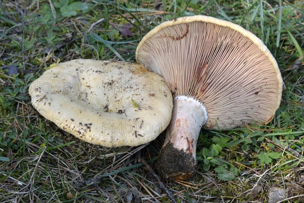 Lactarius sanguifluus