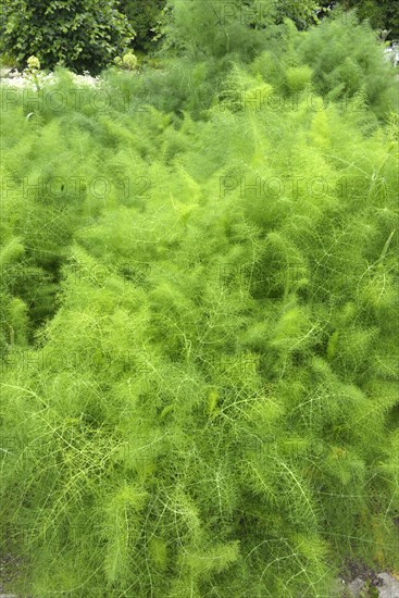 Fennel