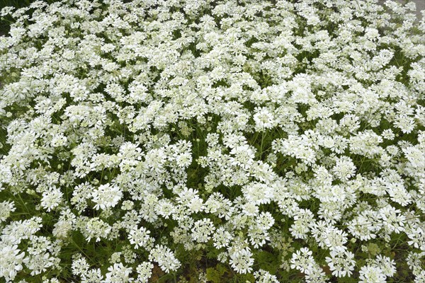 Large flowered broad seed