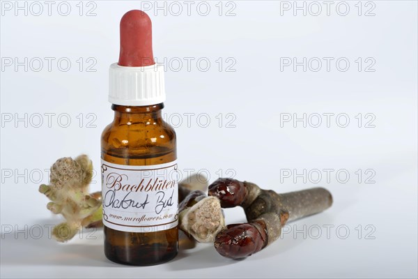 Bach Flower remedy chestnut bud