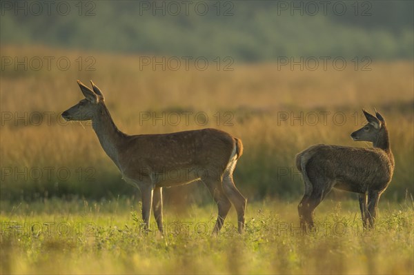 Red deer