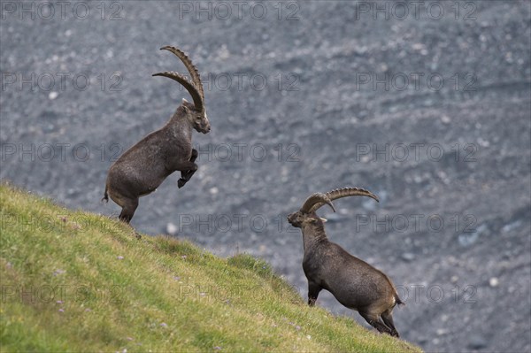 Alpine ibex