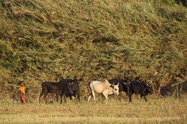 Cattle herder with zebu cattle