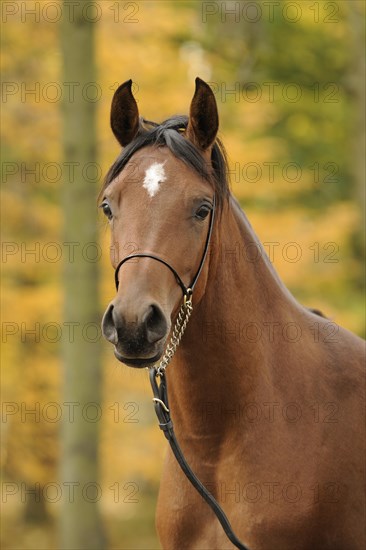 Arabian thoroughbred