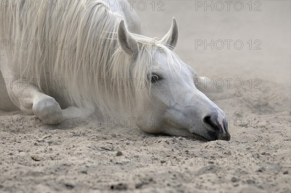 Arabian thoroughbred