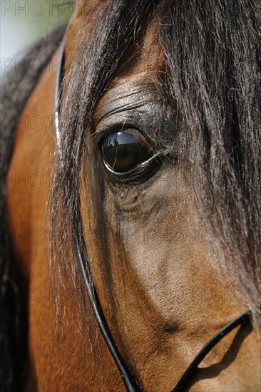 Arabian thoroughbred