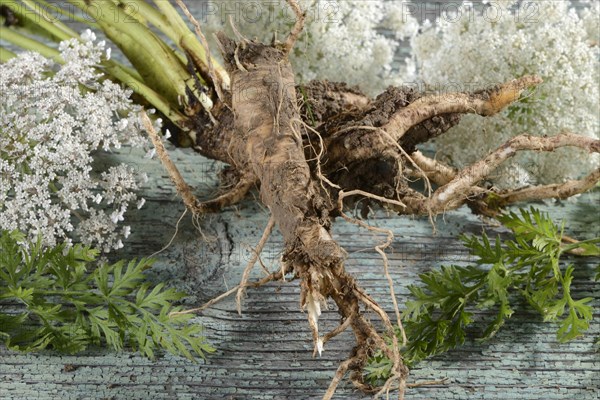 Wild carrot