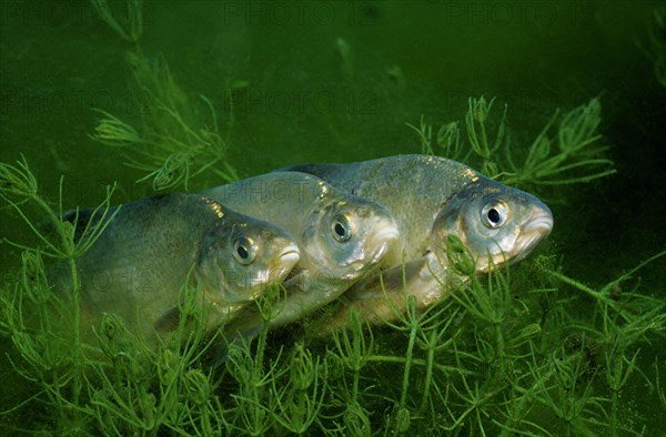 Common bream