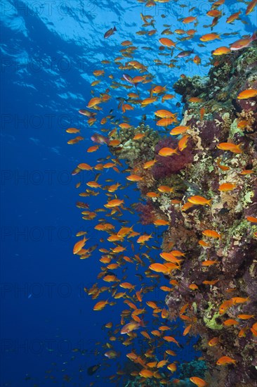 Harem flagfish on the reef