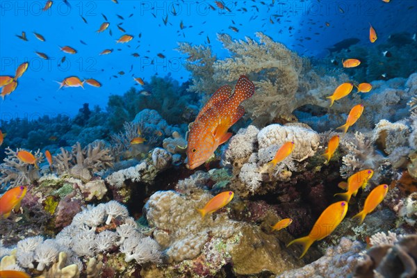 Coral Grouper over Coral Reef