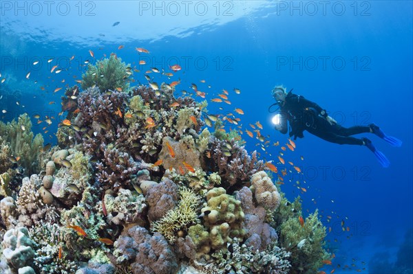 Diving in the Red Sea