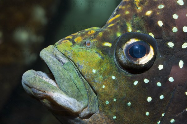 Marakeli cichlid