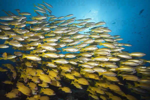 Shoal of bigeye snapper and five-striped snapper