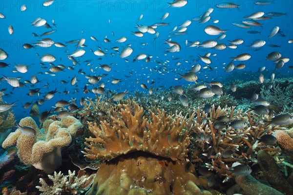 Chromis over coral reef