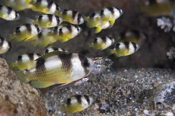 Shorthead damselfish