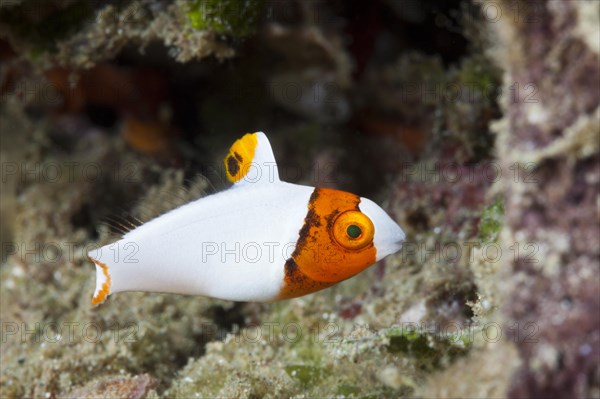 Juvenile bicolor parrotfish