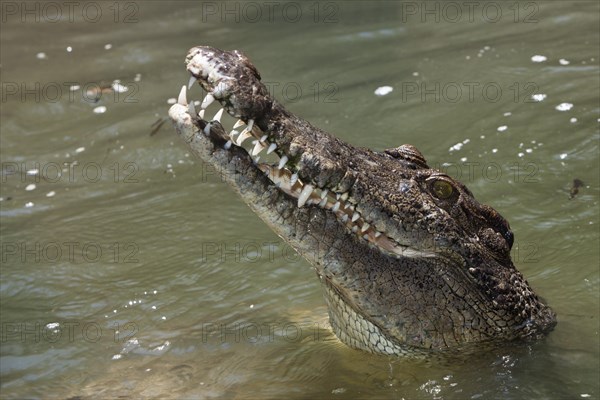 Saltwater crocodile