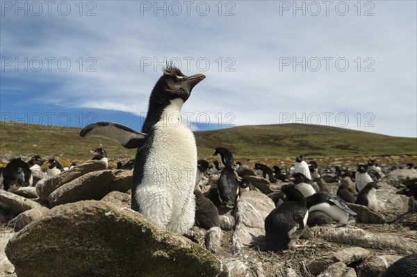 Pebble Island